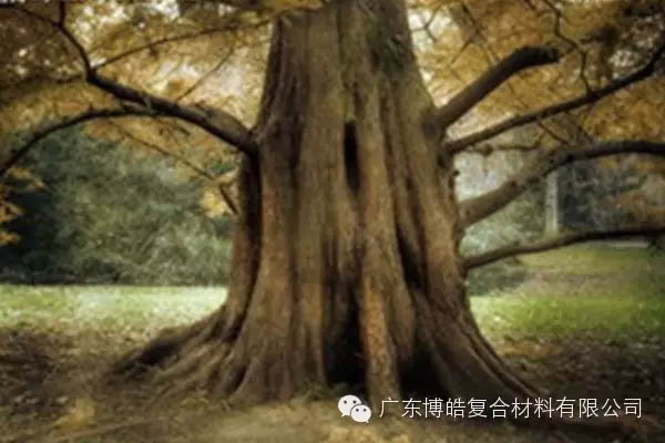 【博皓感悟】欲為大樹,莫與草爭-4